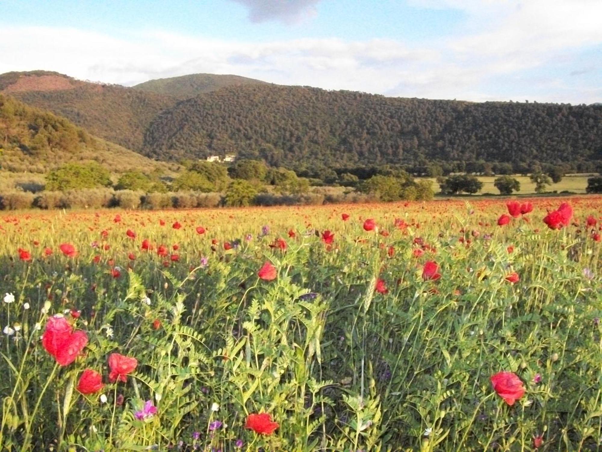 Agriturismo Il Casalino Spoleto Zewnętrze zdjęcie